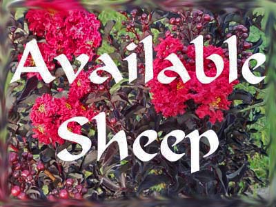 Lambs and Adult Sheep For Sale